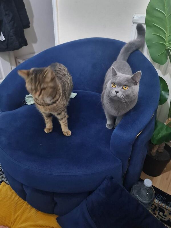 British Shorthair kittens for sale in Sutton, Greater London – 6 months old - Image 2 of 3