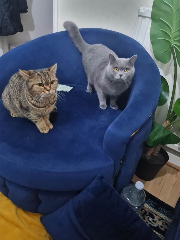 British Shorthair kittens for sale in Sutton, Greater London – 6 months old - Image 3 of 3