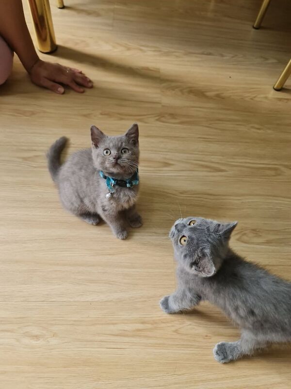 British Shorthair kittens for sale in Sutton, Greater London – 10 weeks old