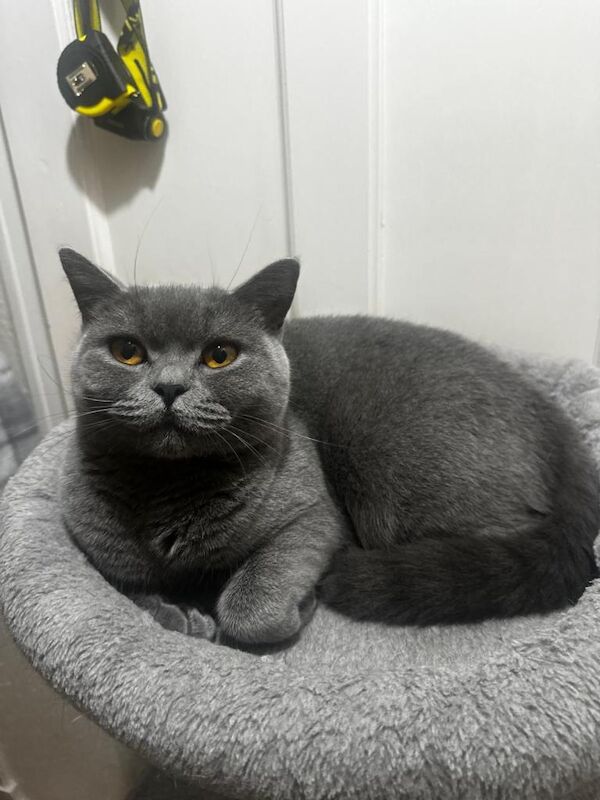 Lovely British Shorthair Girl – Calm, Playful & Affectionate