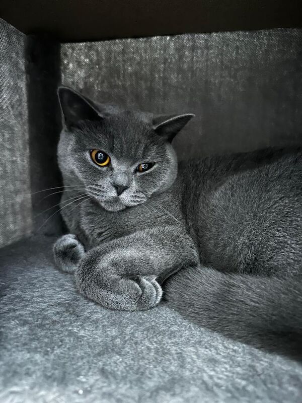 Lovely British Shorthair Girl – Calm, Playful & Affectionate - Image 2 of 4