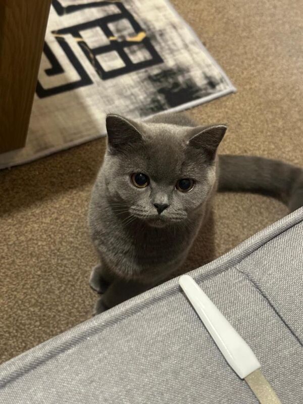 Lovely British Shorthair Girl – Calm, Playful & Affectionate - Image 3 of 4
