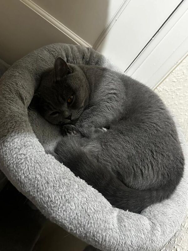 Lovely British Shorthair Girl – Calm, Playful & Affectionate - Image 4 of 4