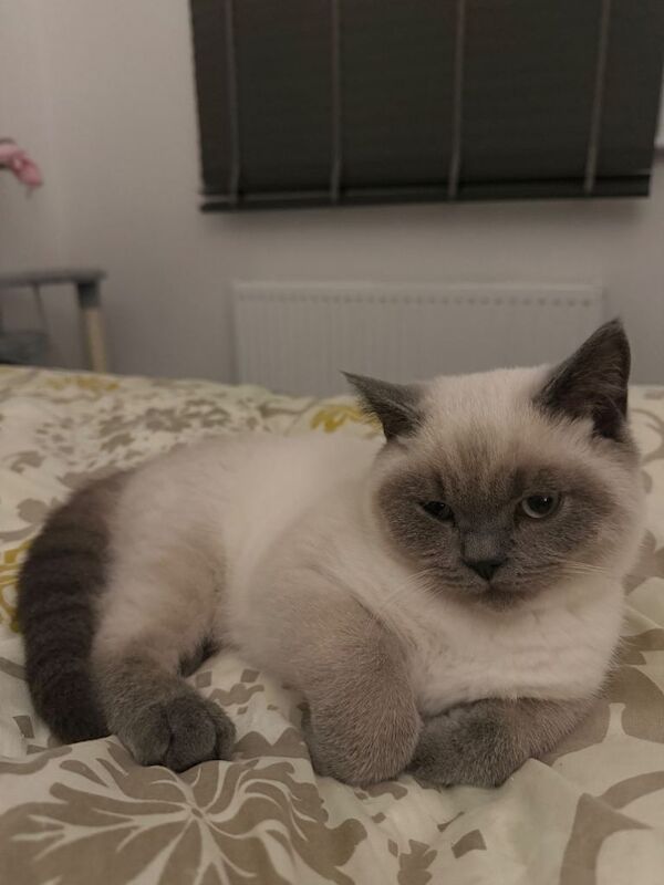 Lovely colourpoint BSH ready for a new home - Image 2 of 5