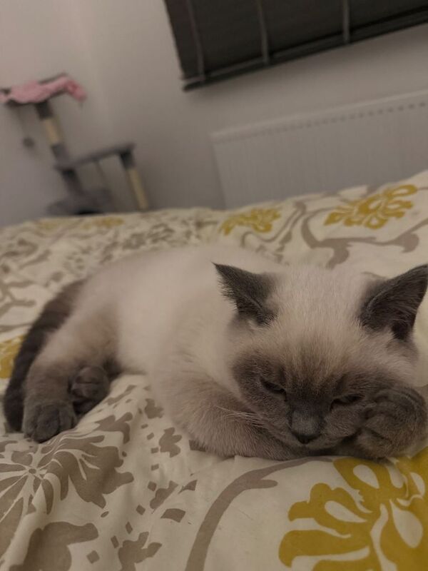 Lovely colourpoint BSH ready for a new home - Image 3 of 5