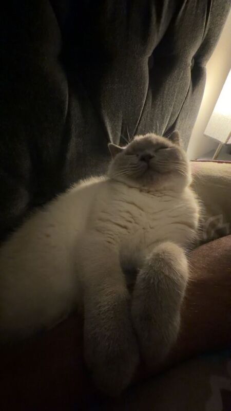 Lovely colourpoint BSH ready for a new home - Image 4 of 5