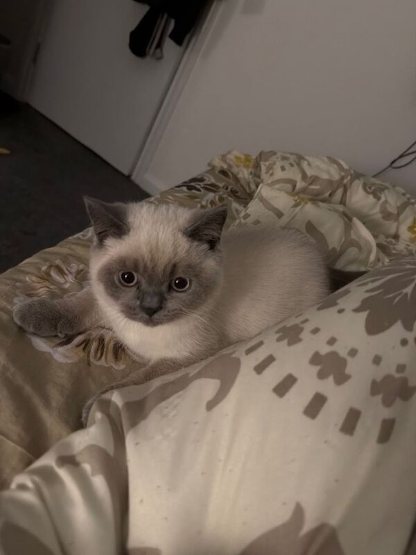 Lovely colourpoint BSH ready for a new home - Image 5 of 5