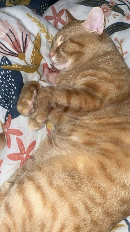 British Shorthair Kittens For Sale Under £300