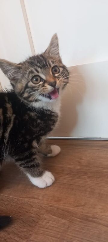 British Shorthair kittens for sale in Hayes, Greater London – 10 weeks old