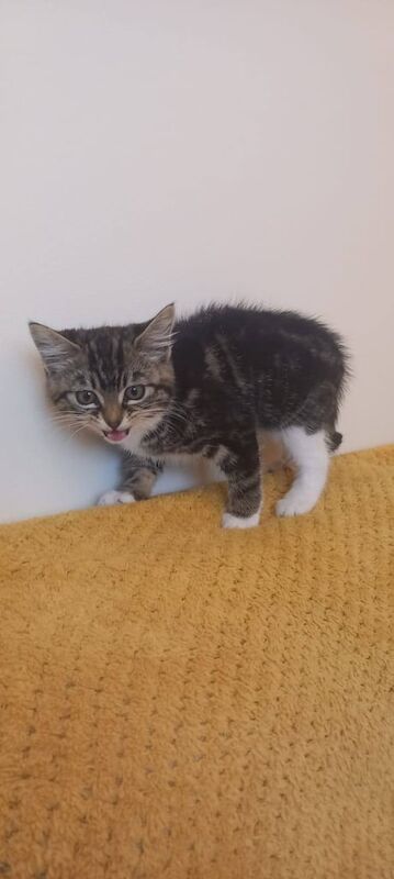 British Shorthair kittens for sale in Hayes, Greater London – 10 weeks old - Image 2 of 3