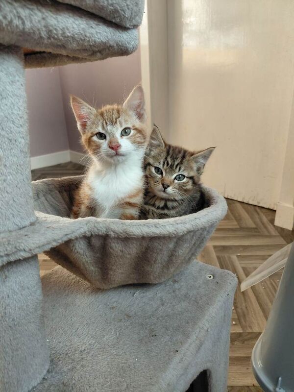 British Shorthair kittens for sale in Mauchline, East Ayrshire – 9 weeks old