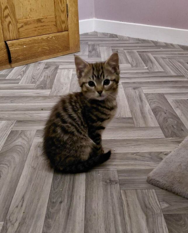 British Shorthair kittens for sale in Mauchline, East Ayrshire – 3 months old - Image 2 of 3