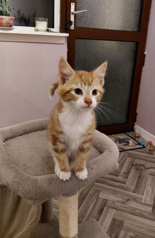 British Shorthair kittens for sale in Mauchline, East Ayrshire – 3 months old - Image 3 of 3