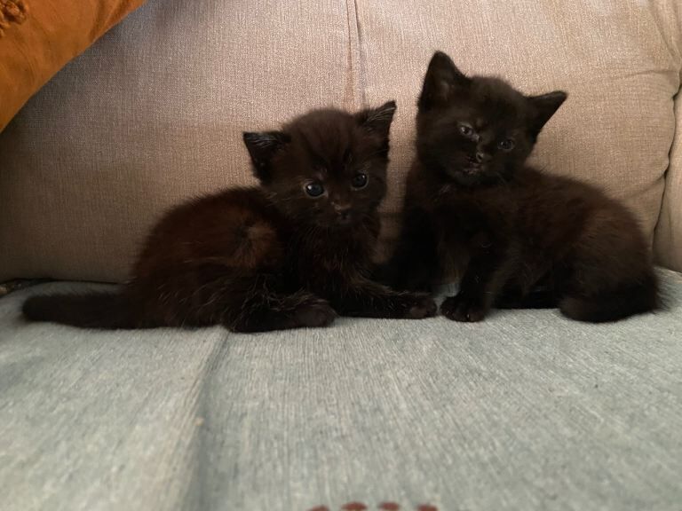 Lovely kittens