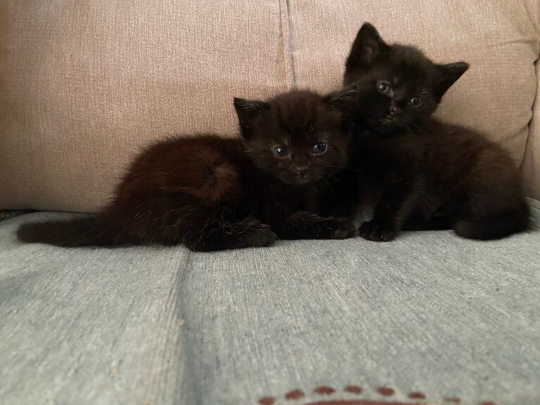 Lovely kittens - Image 2 of 3