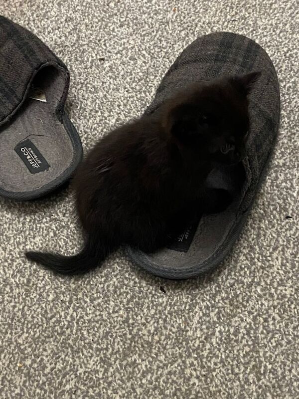 Lovely kittens - Image 3 of 3