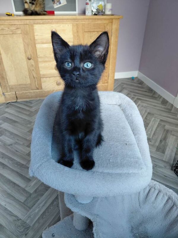 British Shorthair Kittens For Sale Under £300