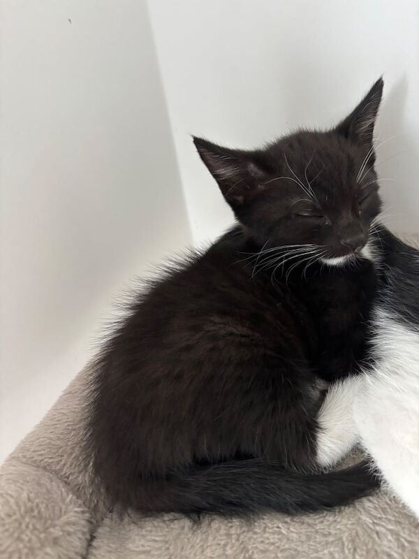 British Shorthair kittens for sale in Chatham, Kent – 9 weeks old