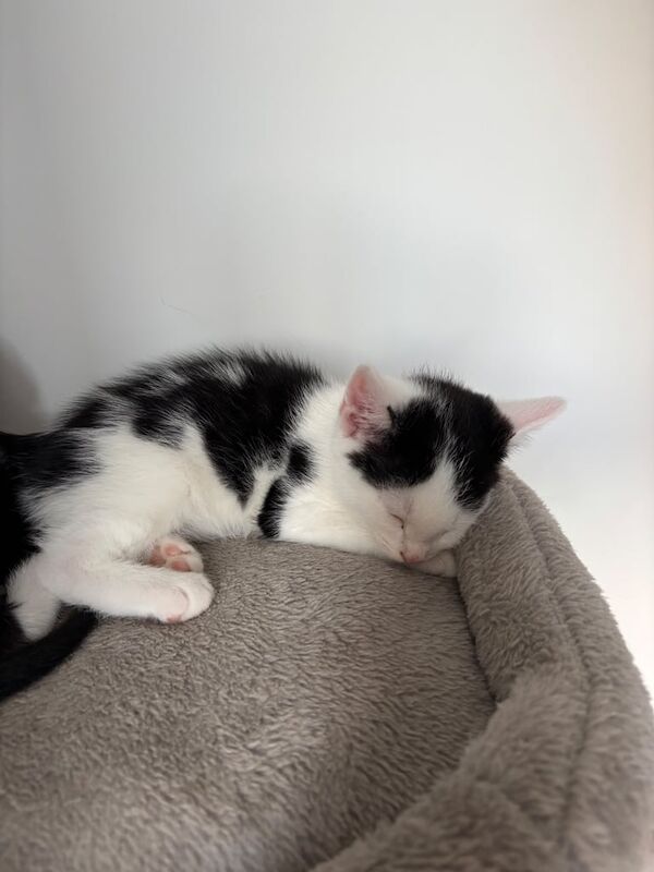 British Shorthair kittens for sale in Chatham, Kent – 9 weeks old - Image 2 of 3