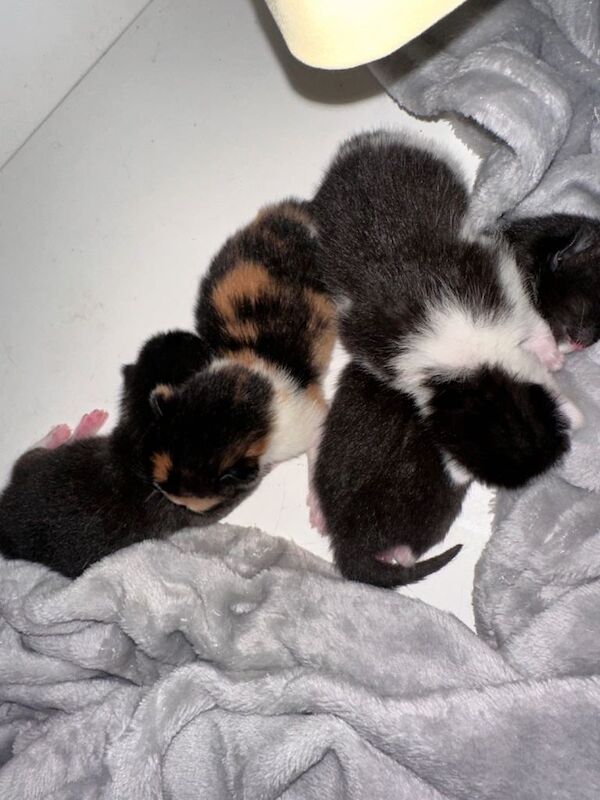 Lovely Kittens for Sale