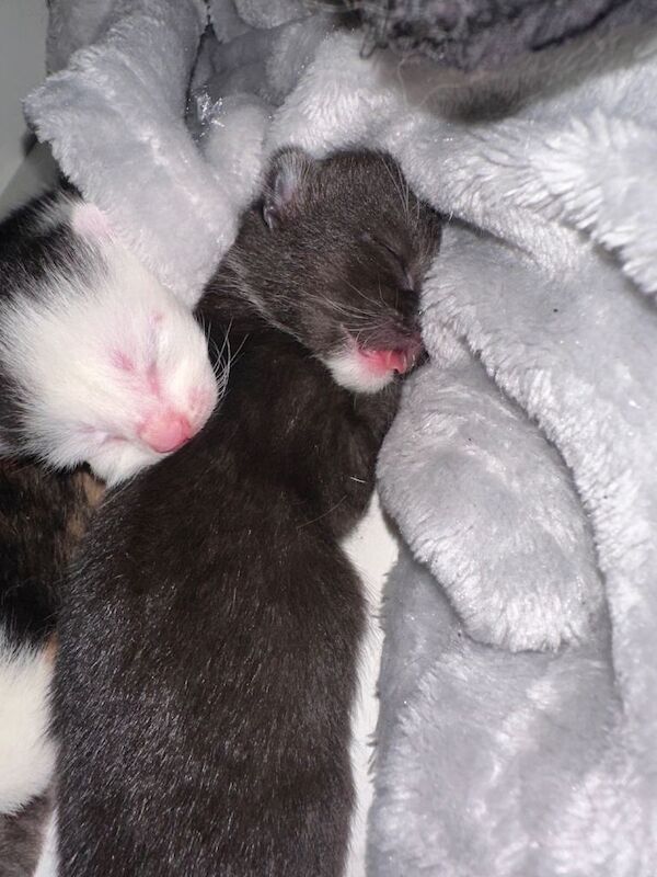 Lovely Kittens for Sale - Image 2 of 5