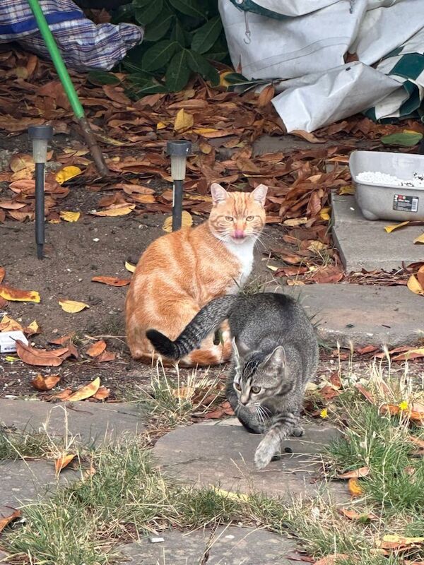 Lovely Kittens for Sale - Image 3 of 5
