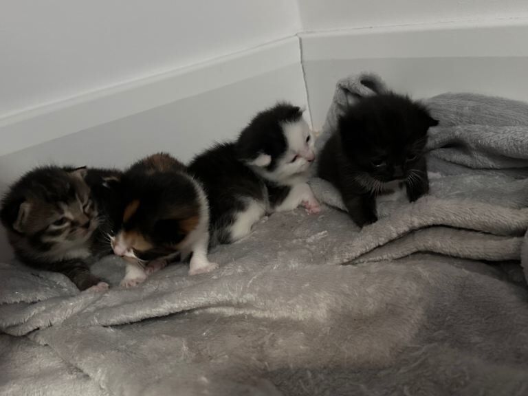 Lovely Kittens for Sale - Image 4 of 5