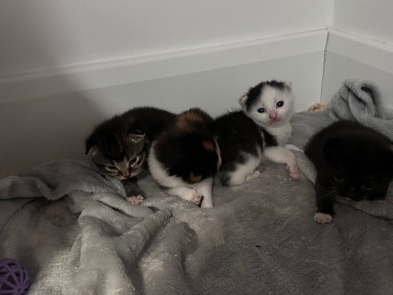 Lovely Kittens for Sale - Image 5 of 5