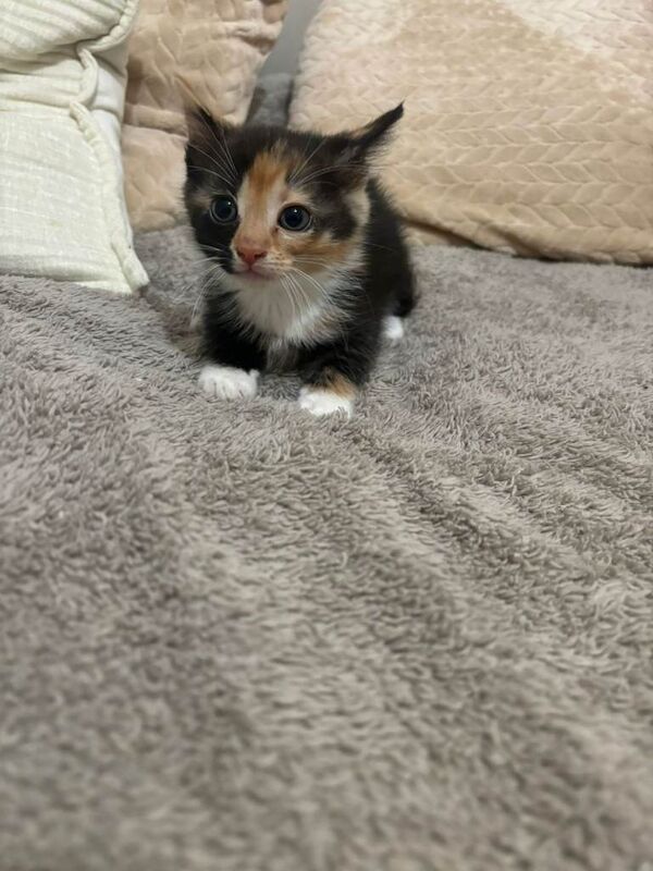 Lovely Litter of 5 Kittens Ready for Their Forever Homes!
