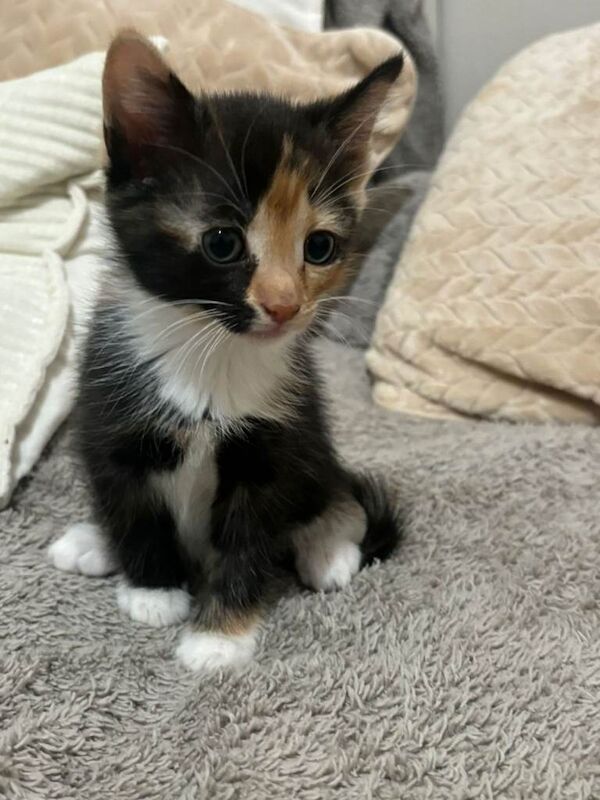 Lovely Litter of 5 Kittens Ready for Their Forever Homes! - Image 2 of 5