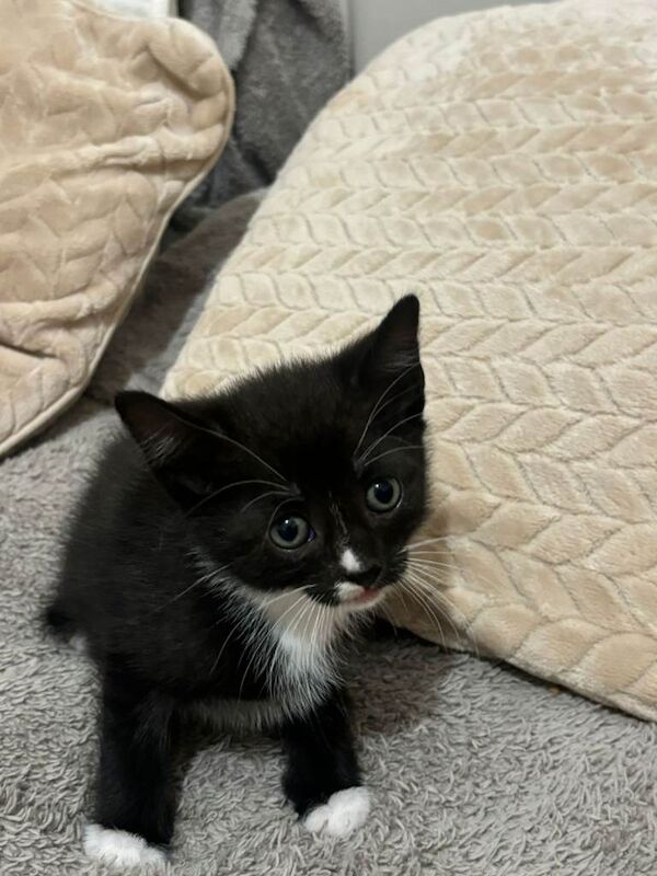 Lovely Litter of 5 Kittens Ready for Their Forever Homes! - Image 3 of 5