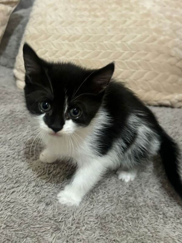 Lovely Litter of 5 Kittens Ready for Their Forever Homes! - Image 4 of 5