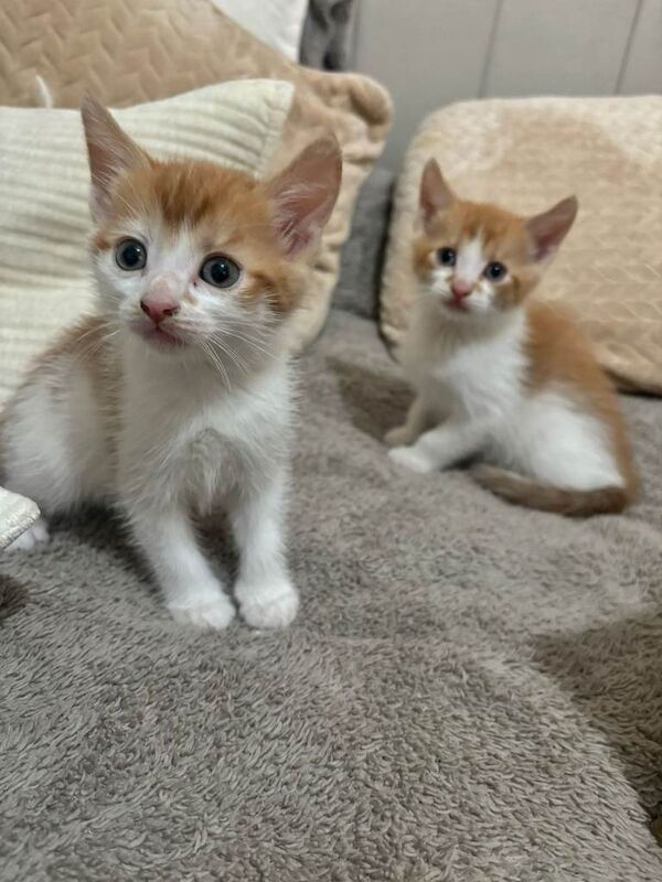 Lovely Litter of 5 Kittens Ready for Their Forever Homes! - Image 5 of 5