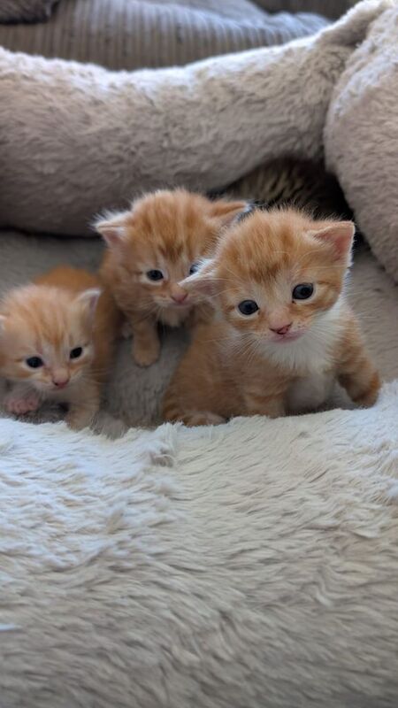British Shorthair kittens for sale in Eastbourne, East Sussex – 4 weeks old - Image 2 of 6
