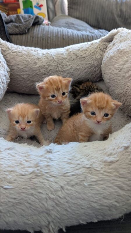 British Shorthair kittens for sale in Eastbourne, East Sussex – 4 weeks old - Image 3 of 6