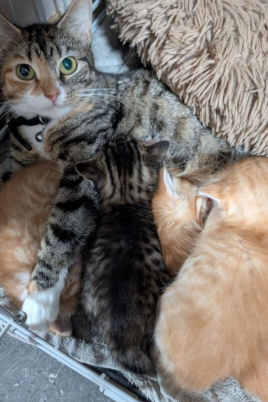 British Shorthair kittens for sale in Eastbourne, East Sussex – 4 weeks old - Image 4 of 6