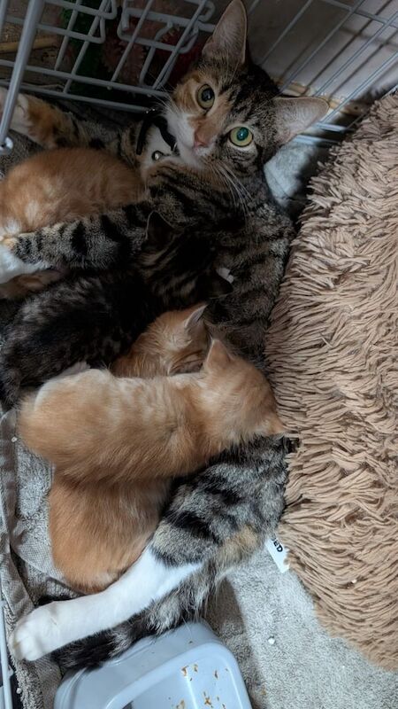 British Shorthair kittens for sale in Eastbourne, East Sussex – 4 weeks old - Image 5 of 6