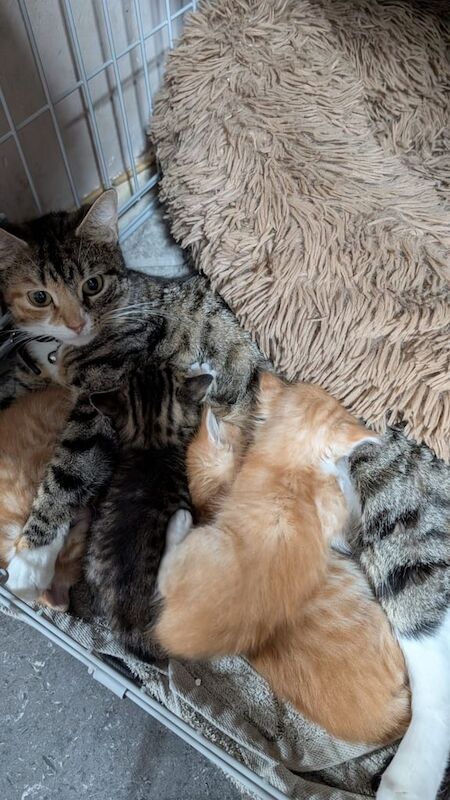 British Shorthair kittens for sale in Eastbourne, East Sussex – 4 weeks old - Image 6 of 6