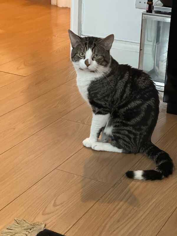 Lovely Male Cat for sale in Clapham, Greater London