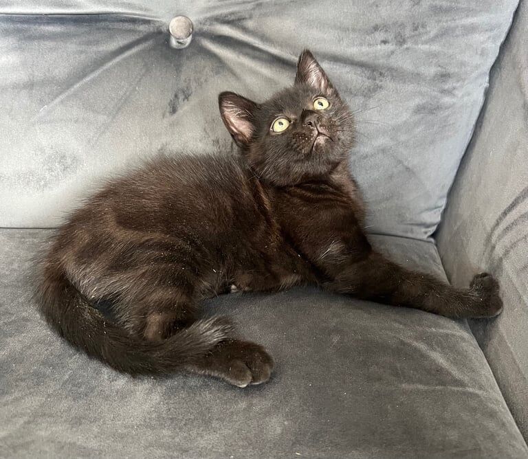 Lovely playful male kitten for sale in Anfield, Merseyside | Image 2