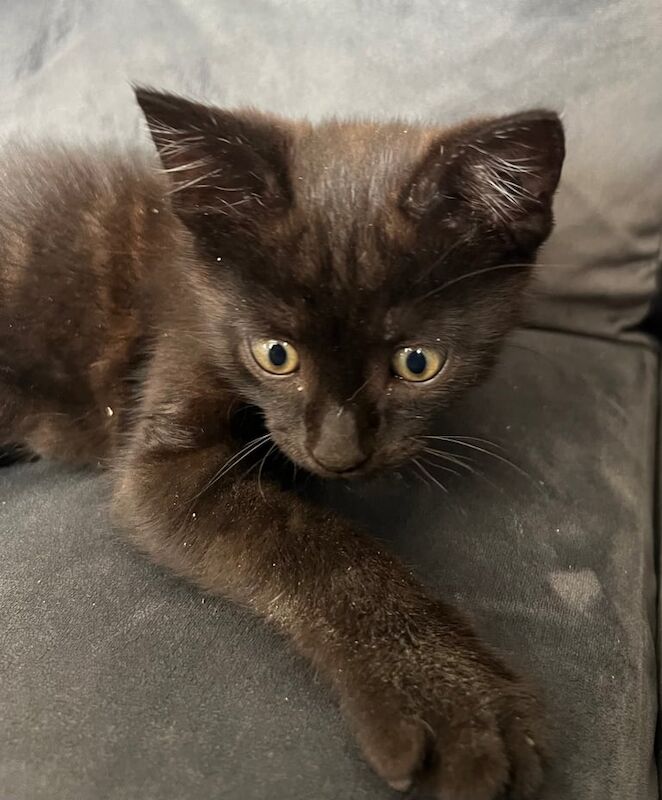 Lovely playful male kitten for sale in Anfield, Merseyside | Image 3