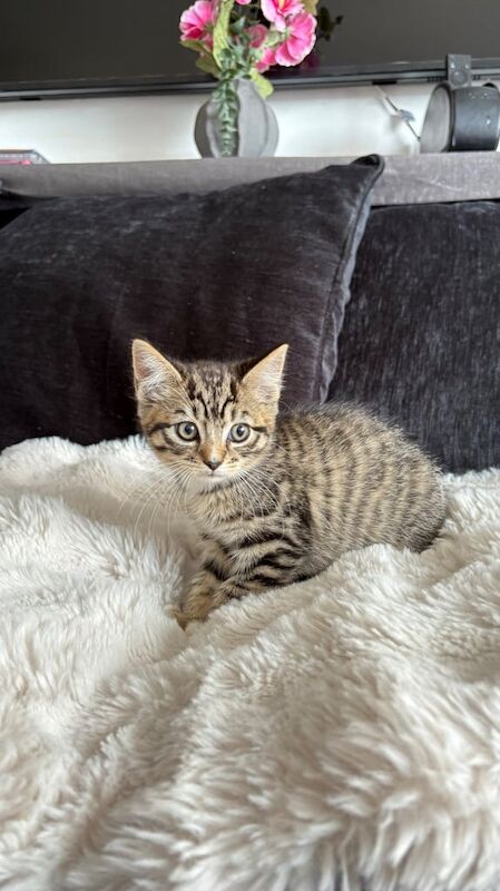 Lovely Tabby Domestic Shorthair Female for sale in Redbridge, Greater London