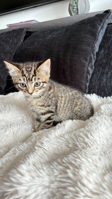 Lovely Tabby Domestic Shorthair Female for sale in Redbridge, Greater London | Image 2