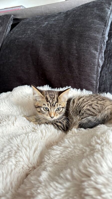 Lovely Tabby Domestic Shorthair Female for sale in Redbridge, Greater London | Image 3