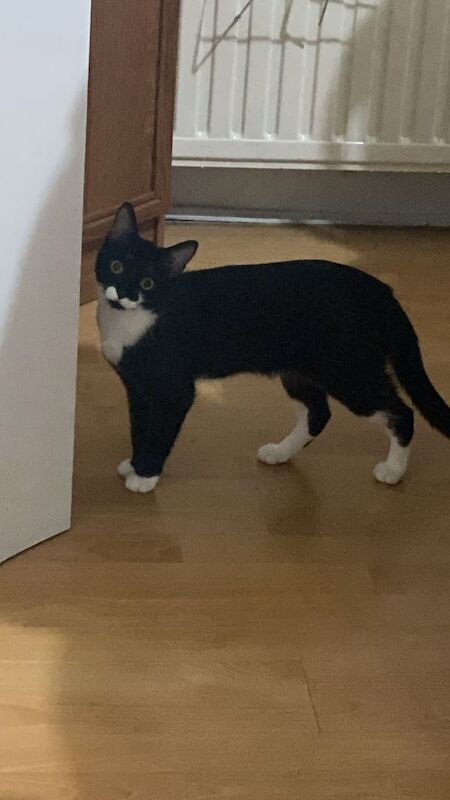 lovely tuxedo cat for sale in Hazel Grove, Greater Manchester