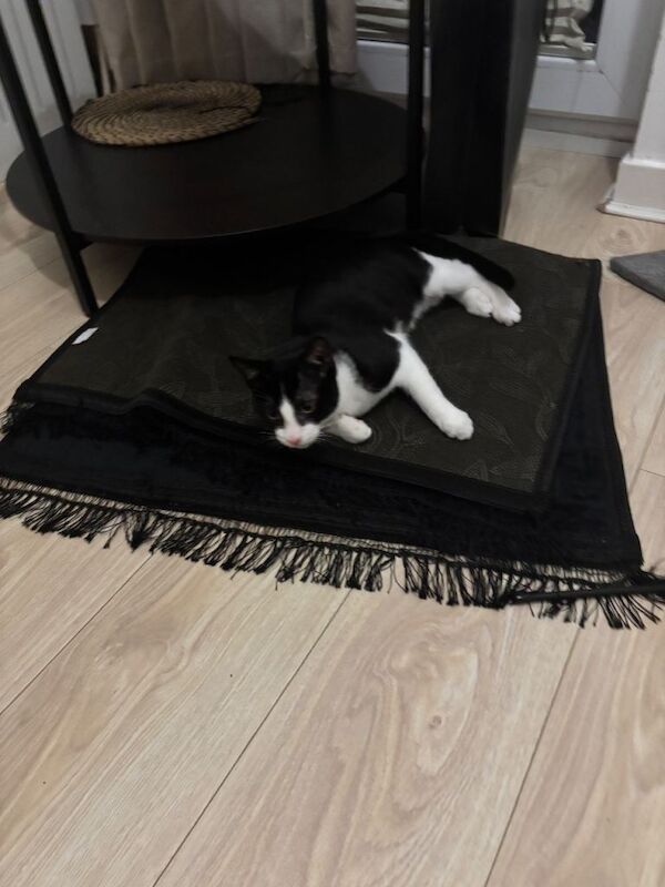 British Shorthair kittens for sale in Newtown, West Midlands – 4 months old - Image 2 of 4