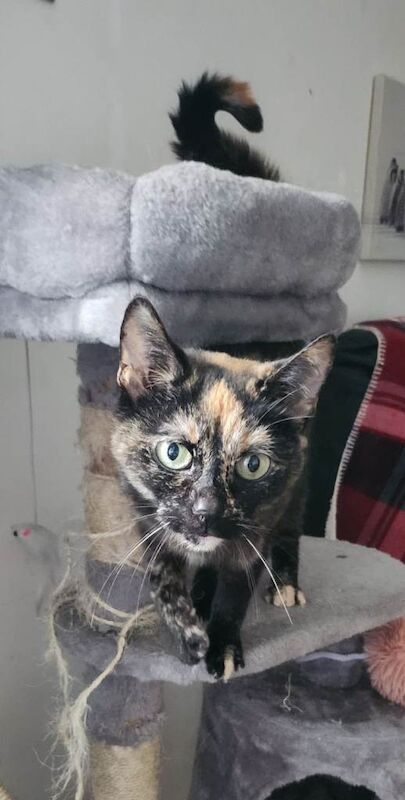 British Shorthair Kittens For Sale Under £300