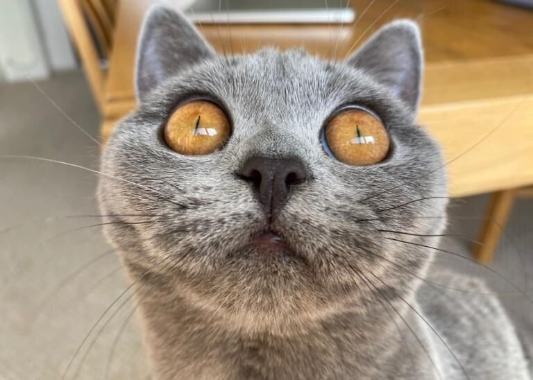 British Shorthair kittens for sale in Longlevens, Gloucestershire – 5 years old