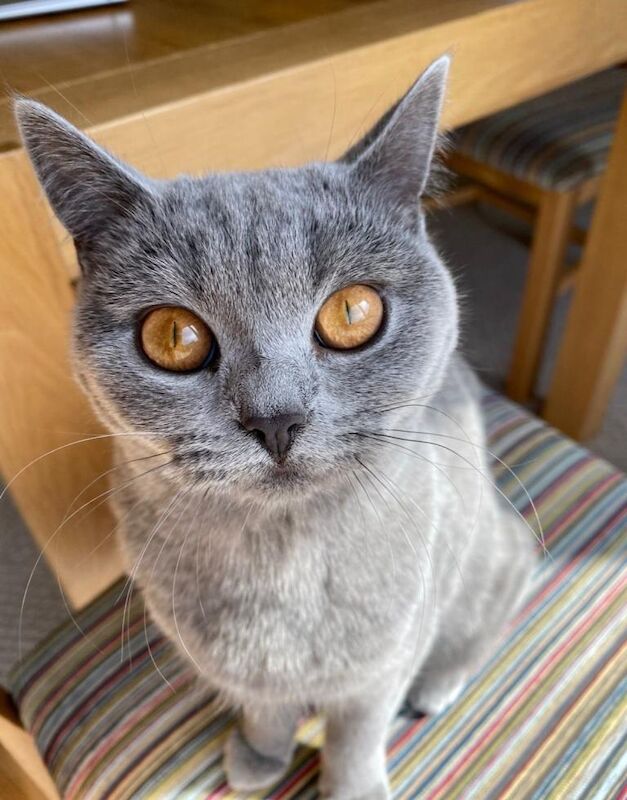 British Shorthair kittens for sale in Longlevens, Gloucestershire – 5 years old - Image 2 of 3