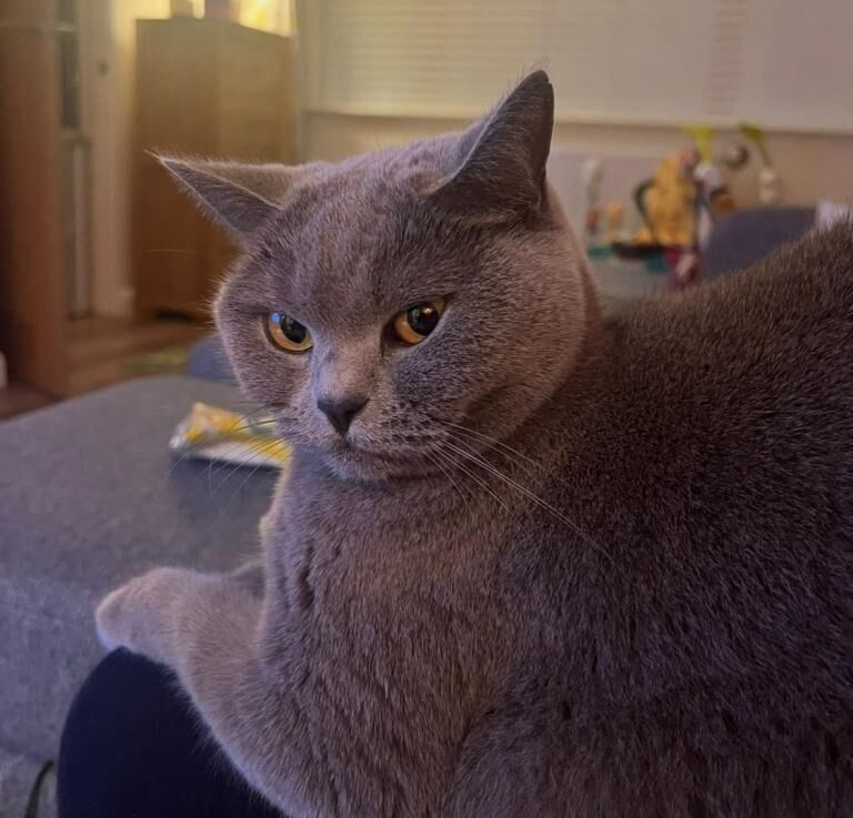 British Shorthair kittens for sale in Longlevens, Gloucestershire – 5 years old - Image 3 of 3